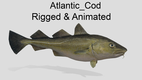 atlantic_cod