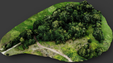 trees terrain lpoly forest road area dronescan part4