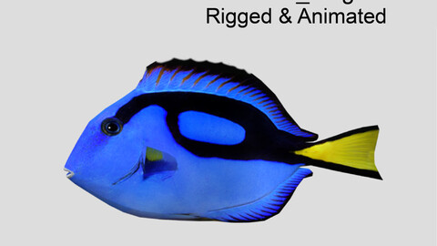 blue tang