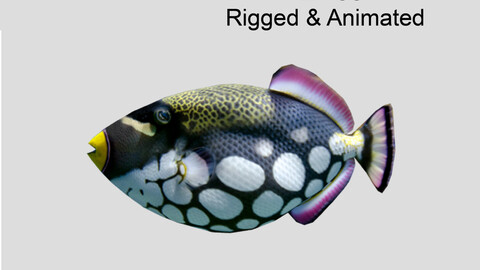 clown triggerfish