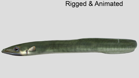 American Eel