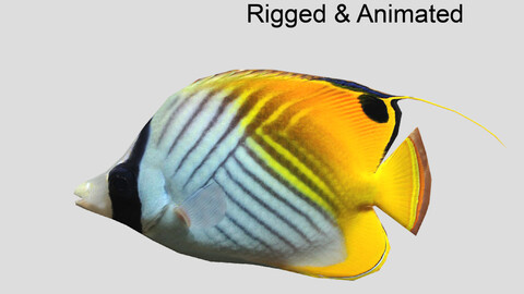 Auriga Butterflyfish