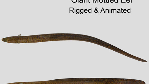 Giant Mottled Eel