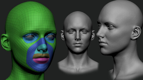 Female Head - Base Mesh