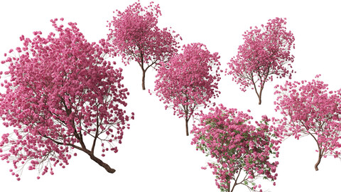 Handroanthus impetiginosus - Pink Trumpet Tree