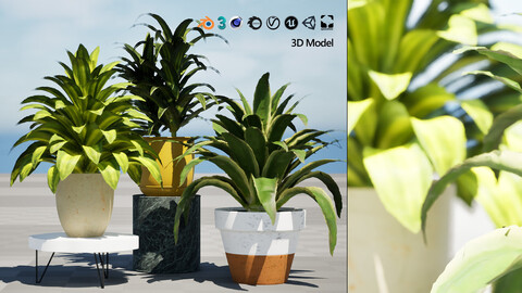 Corn Plant 3D Model