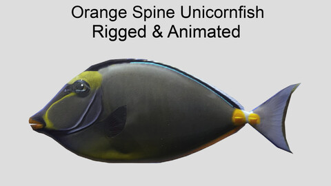 orange spine unicornfish