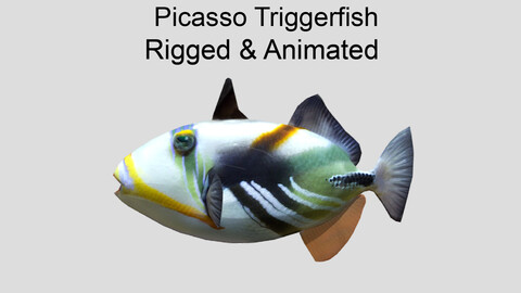 picasso triggerfish