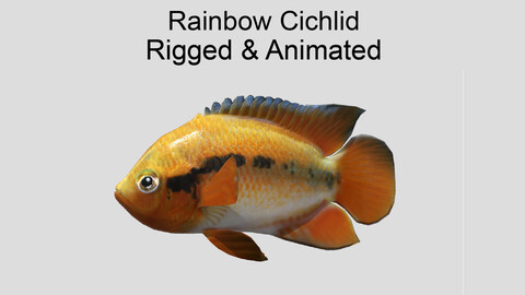 rainbow cichlid