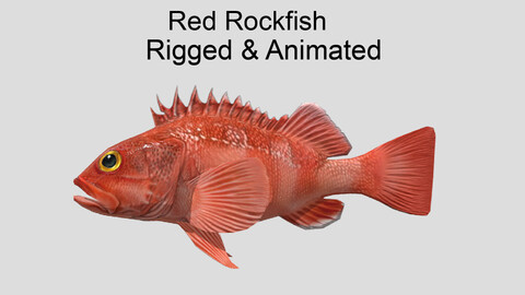 red rockfish