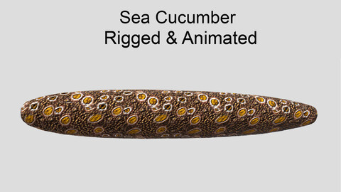 sea cucumber