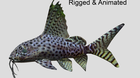 Synodontis Eupterus