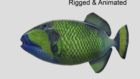 titan triggerfish