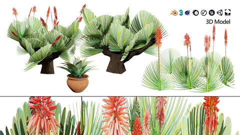 Fan & Coral Aloe Pack