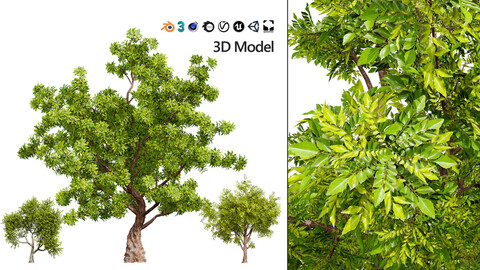 High-Quality Neem Tree Model