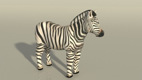 Zebra