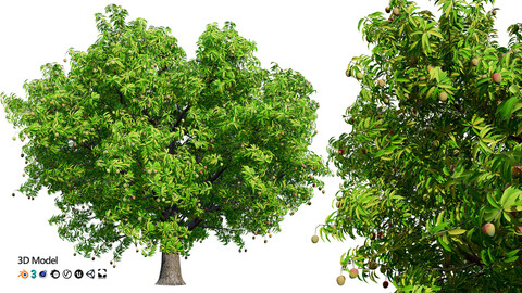 Mango Tree 3D Model