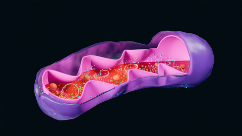 Mitochondria Cross Section Anatomy 3D model