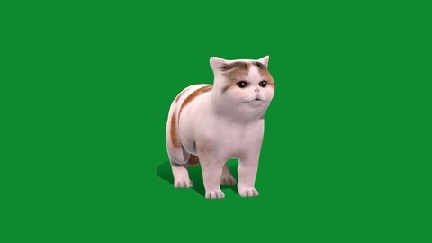 Exotic ShortHair Cat