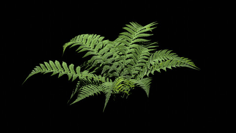 Fern