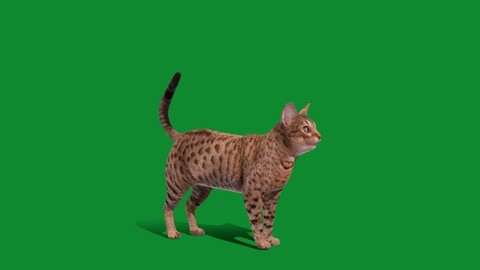 Ocicat