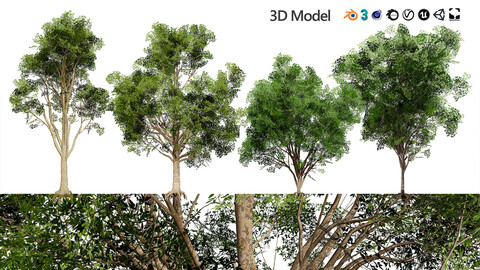 Burma Padauk Trees 3D