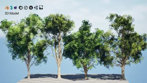 Burma Padauk Trees 3D