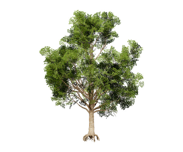 ArtStation - Burma Padauk Trees 3D | Game Assets