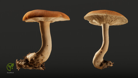 Leucopaxellus Mushrooms