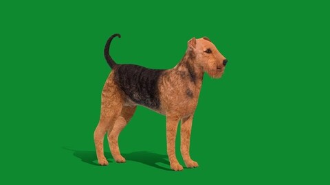 Airedale Terrier Dog