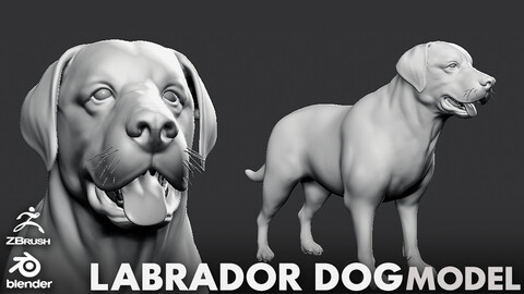 Labrador Dog  - Topology + UV map