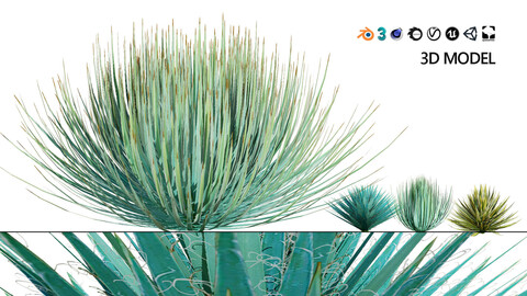 Yucca gloriosa 3D Model