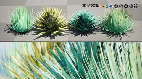 Yucca gloriosa 3D Model