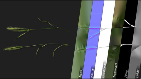 Photometric Scan Vegetation - Hordeum Murinum - Kit 1