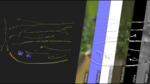 Photometric Scan Vegetation - Linum Perenne - Kit 1