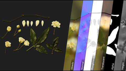 Photometric Scan Vegetation - Rosa Banksiae - Kit 1