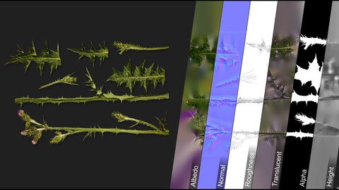 Photometric Scan Vegetation - Carduus Pycnocephalus - Kit 2