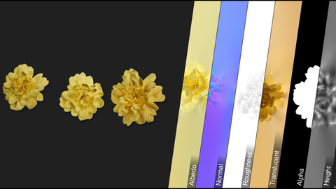 Photometric Scan Vegetation - Rosa Banksiae - Head 1