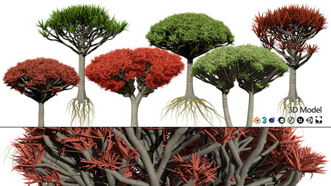 Dragon Blood Tree 3D Model