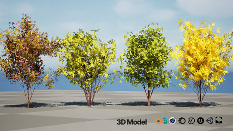 Japanese Maple Tree Model