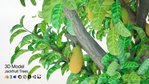 Jackfruit Tree 3D Model