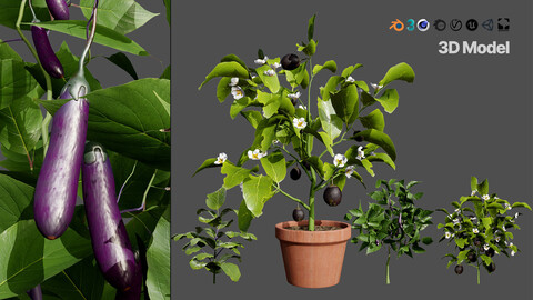 Eggplant Plant 3D Model