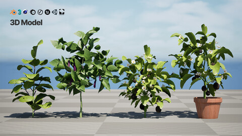 Eggplant Plant 3D Model