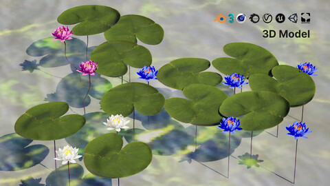 Water Lily Collection