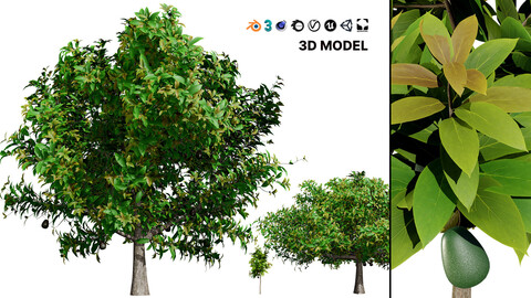 Realistic Avocado Tree 3D Model