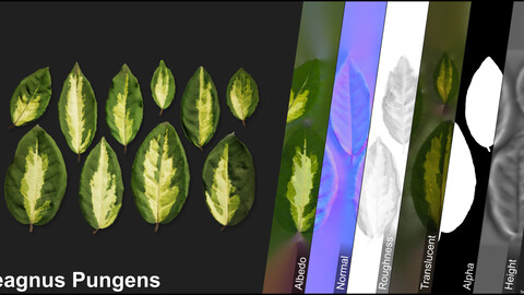 Photometric Scan Vegetation - Eleagnus Pungens - Leaves 2