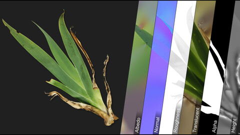 Photometric Scan Vegetation - Iris - Leaves 1