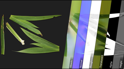 Photometric Scan Vegetation - Iris - Leaves 3