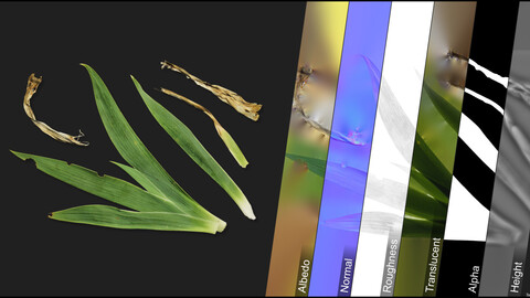 Photometric Scan Vegetation - Iris - Leaves 4