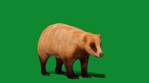 Japanese Badger